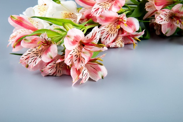 Vista lateral de flores de alstroemeria de color rosa y blanco sobre fondo gris con espacio de copia