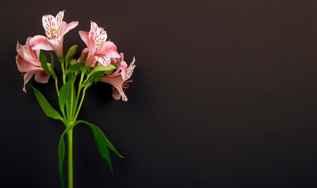 Vista lateral de flores de color rosa alstroemeria aislado sobre fondo negro con espacio de copia