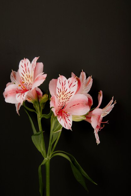 Vista lateral de flores de color rosa alstroemeria aislado sobre fondo negro