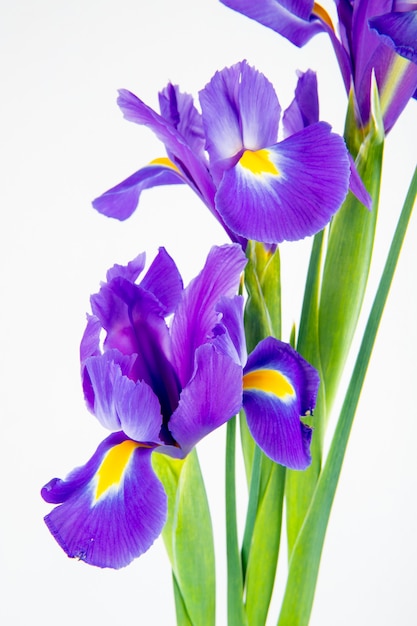 Vista lateral de flores de iris de color púrpura oscuro aislado sobre fondo blanco.
