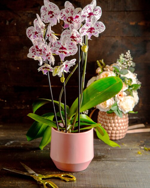 Vista lateral de flores de orquídeas phalaenopsis rosadas blancas y vívidas en plena floración en maceta rosa