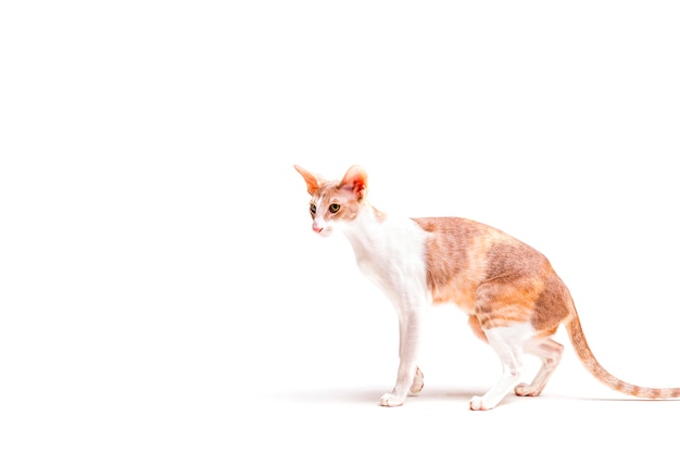 Vista lateral del gato cornish rex mirando a otro lado sobre fondo blanco