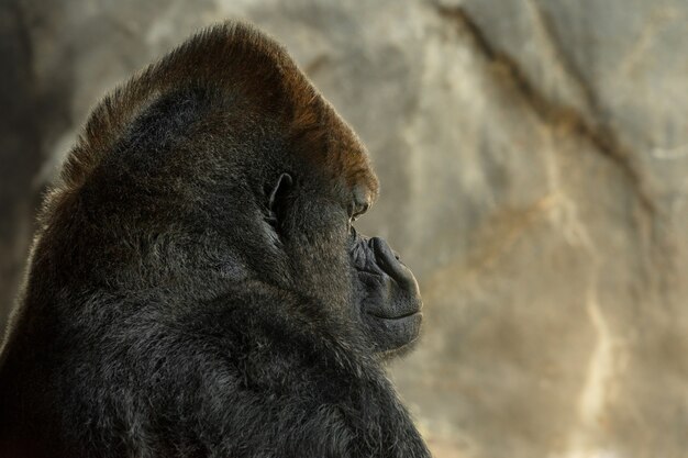 Vista lateral de un gorila grande con el sol brillando en la parte frontal de su rostro y sobre su cabeza.