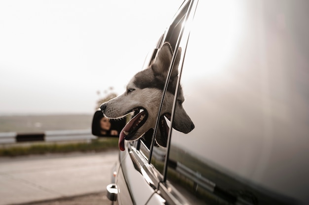 Vista lateral del husky asoma la cabeza por la ventana mientras viaja en coche