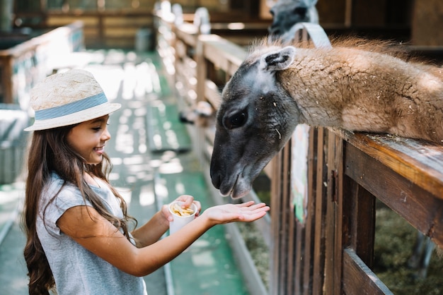 Vista lateral de una linda niña alimentando comida a alpaca en la granja