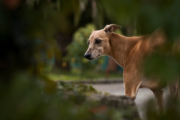 Vista lateral lindo perro galgo al aire libre