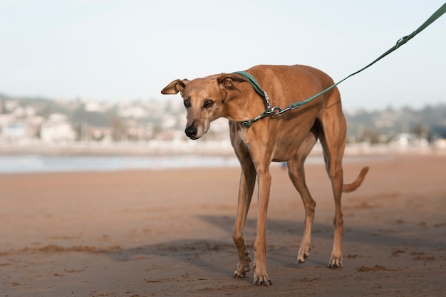 Foto gratuita vista lateral lindo perro galgo en la playa