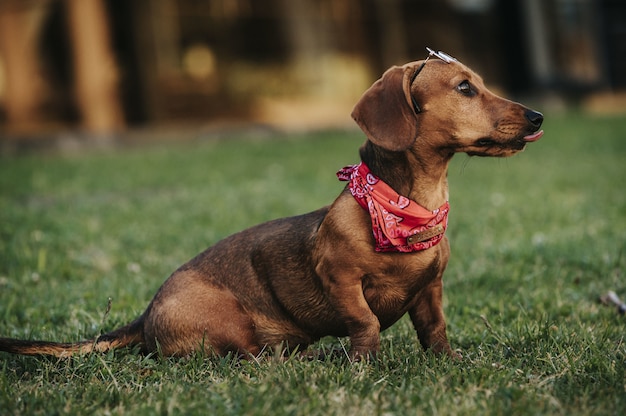 Foto gratuita vista lateral de un lindo perro salchicha enano marrón con una elegante bufanda en el cuello jugando en un parque