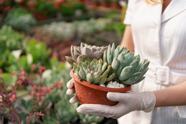 Vista lateral de las manos de la mujer con guantes de goma y ropa blanca sosteniendo suculentas o cactus en macetas con otras plantas verdes