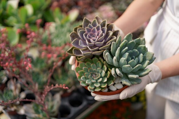 Vista lateral de las manos de la mujer con guantes de goma y ropa blanca sosteniendo suculentas o cactus en macetas con otras plantas verdes