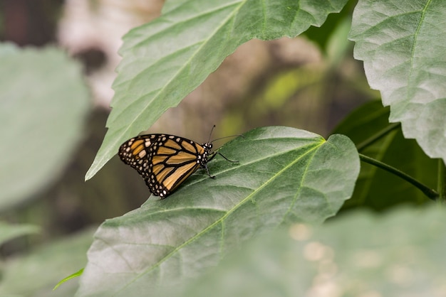 Vista lateral de la mariposa en las hojas.