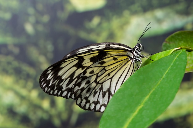 Vista lateral de la mariposa en la naturaleza.