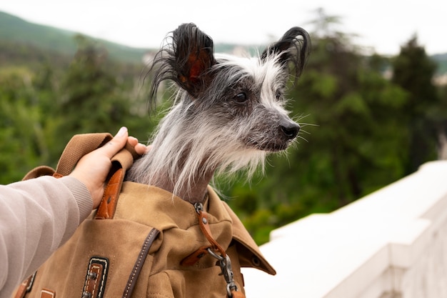 Foto gratuita vista lateral mujer con cachorro en bolsa