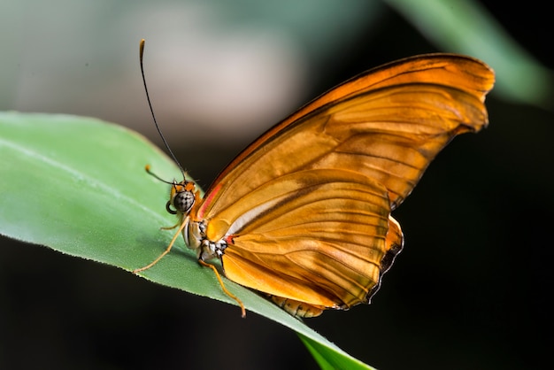 Vista lateral naranja julia mariposa