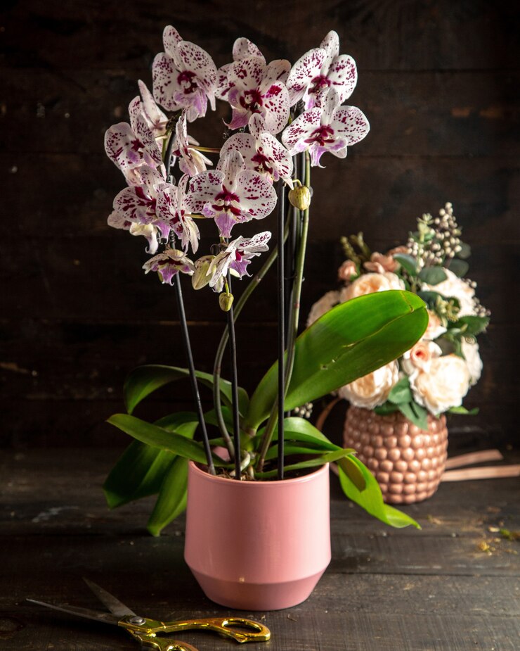 Foto gratuito vista lateral de orquídeas blancas y moradas