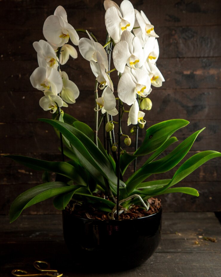Foto gratuito vista lateral de orquídeas blancas