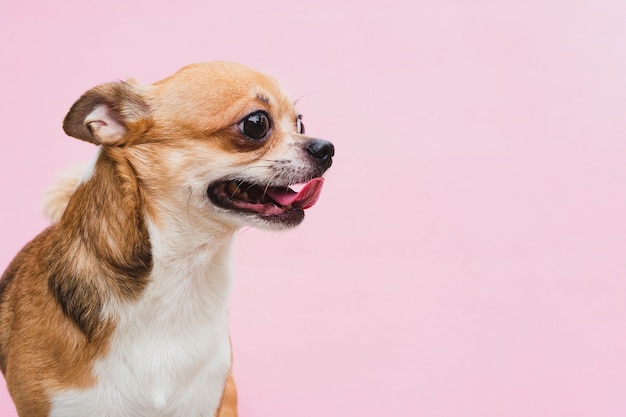 Vista lateral perro juguetón con lengua afuera