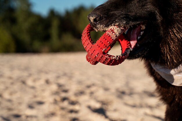 Foto gratuita vista lateral perro sosteniendo juguete en la playa