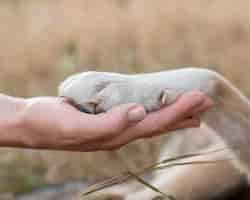 Foto gratuita vista lateral de la persona que sostiene la pata de perro