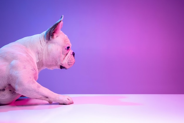 Vista lateral de primer plano de un hermoso bulldog de perro de pura raza aislado sobre el fondo del estudio en luz púrpura rosa degradado de neón