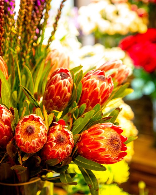Vista lateral del ramo de brotes de flor roja rey protea