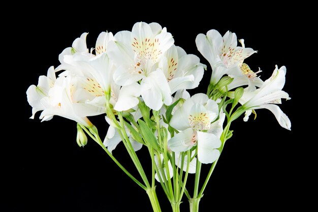 Vista lateral de un ramo de flores de color blanco alstroemeria aislado sobre fondo negro