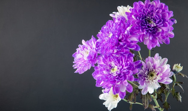 Vista lateral del ramo de flores de crisantemo de color violeta y blanco aislado en fondo negro con espacio de copia