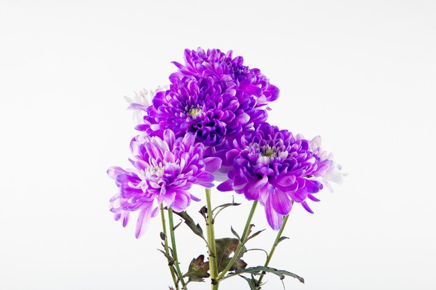 Vista lateral del ramo de flores de crisantemo de color violeta y blanco aislado sobre fondo blanco.