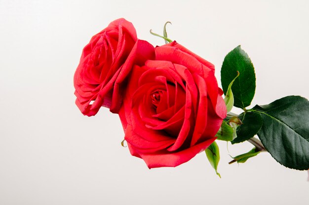 Vista lateral de rosas de color rojo aislado sobre fondo blanco.