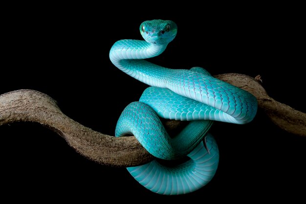 Vista lateral de la serpiente víbora azul en la rama con fondo negro serpiente víbora azul insularis Trimeresuru