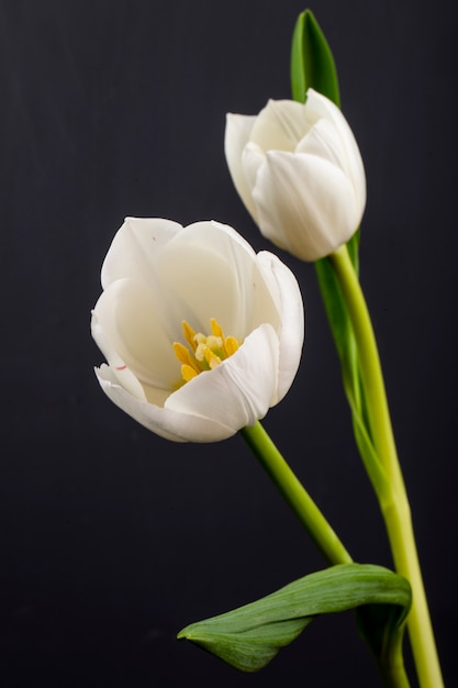 Vista lateral de tulipanes de color blanco aislado en mesa negra