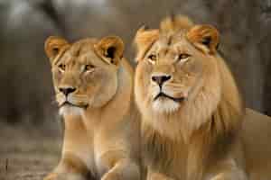 Foto gratuita vista de leona salvaje y león en la naturaleza