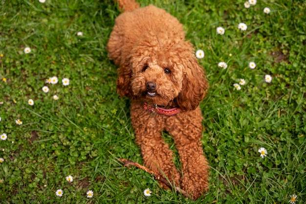 Foto gratuita vista de lindo perro disfrutando del tiempo en la naturaleza en el parque