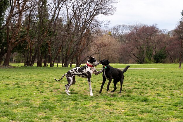 Foto gratuita vista de lindos perros disfrutando del tiempo juntos en la naturaleza en el parque