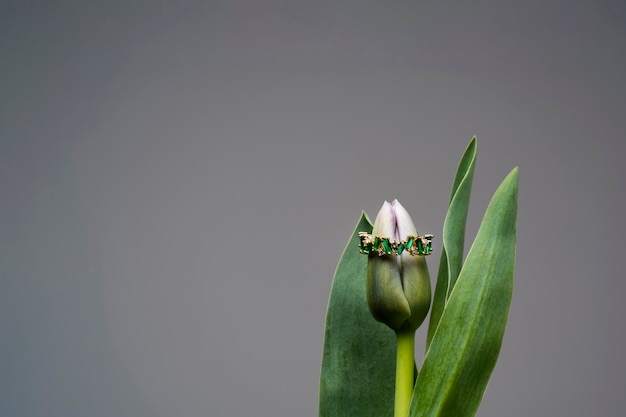 Foto gratuita vista del lujoso anillo dorado en flor de tulipán