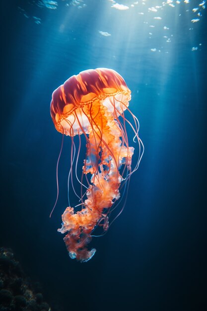 Vista de majestuosas medusas en el océano