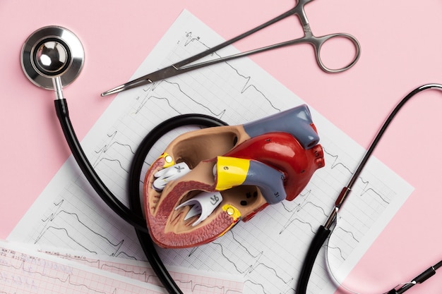 Vista del modelo anatómico del corazón con fines educativos con estetoscopio