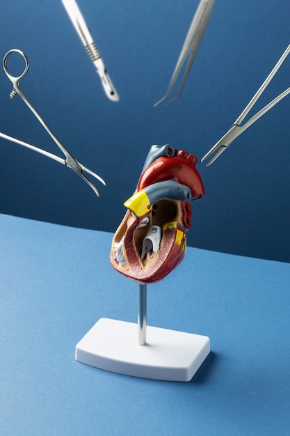 Foto gratuita vista del modelo anatómico del corazón con fines educativos con instrumentos médicos