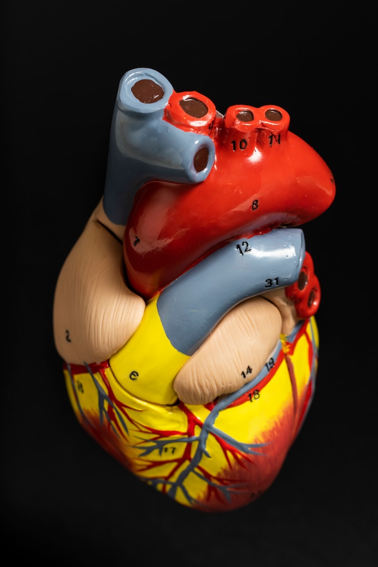 Foto gratuito vista del modelo anatómico del corazón con fines educativos
