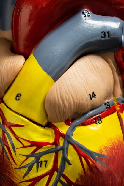 Vista del modelo anatómico del corazón con fines educativos