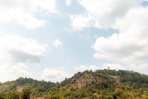 Vista de la naturaleza africana con vegetación y árboles.