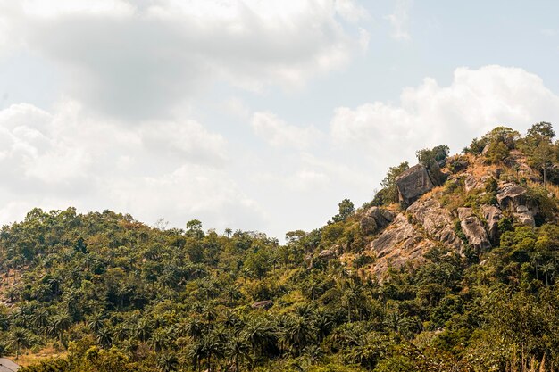 Vista de la naturaleza africana con vegetación y montaña.