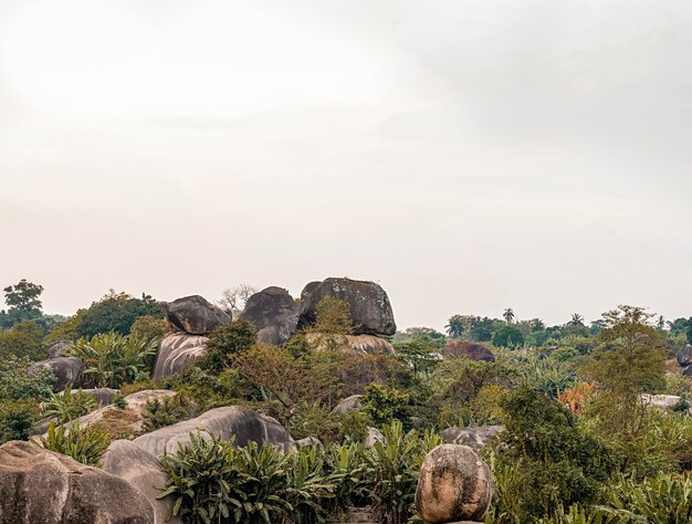 Vista de la naturaleza africana con vegetación.