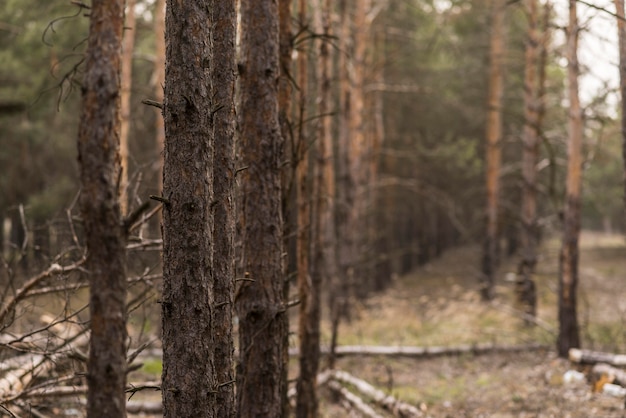 Foto gratuita vista de la naturaleza de alto ángulo