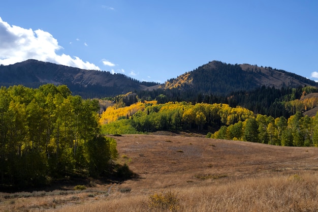 Vista de la naturaleza de la flora y la vegetación de estados unidos.