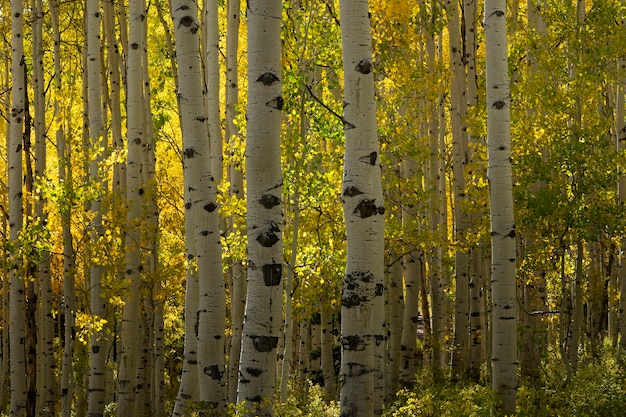 Vista de la naturaleza de la flora y la vegetación de estados unidos.