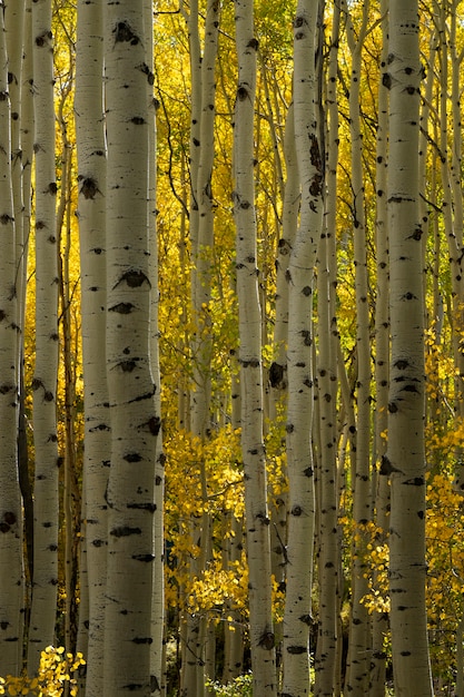 Vista de la naturaleza de la flora y la vegetación de estados unidos.