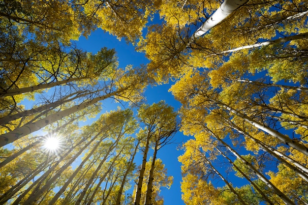 Foto gratuita vista de la naturaleza de la flora y la vegetación de estados unidos.