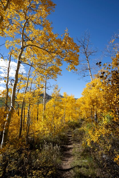 Vista de la naturaleza vegetación de estados unidos.