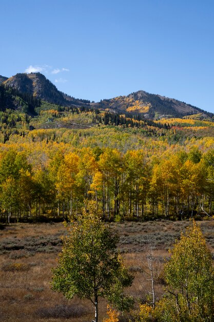 Vista de la naturaleza vegetación de estados unidos.